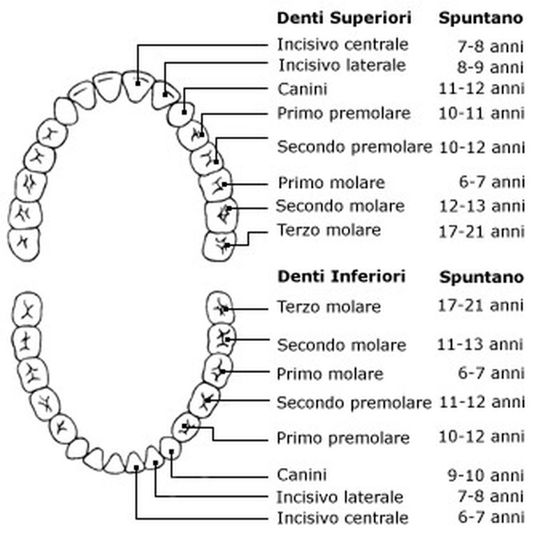 nomi-denti-permanenti-numerazione-quanti-sono