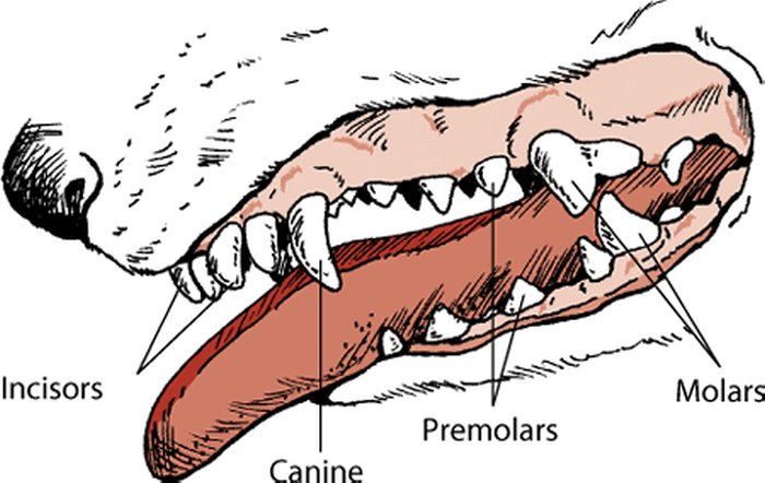 dentatura-del-cane