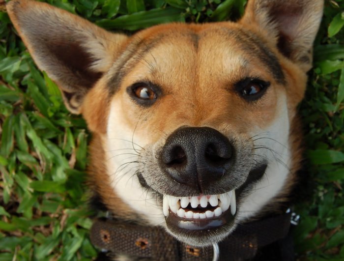 dentizione-del-cane