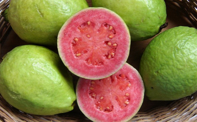 guava-piorrea